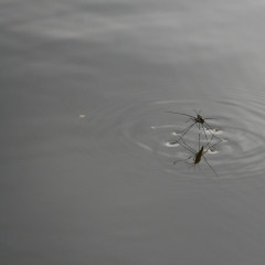 Tisza-tavi kaland